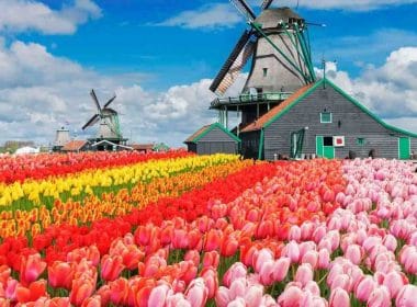 Campi di tulipani colorati con mulini a vento tradizionali in Olanda sotto un cielo azzurro con nuvole