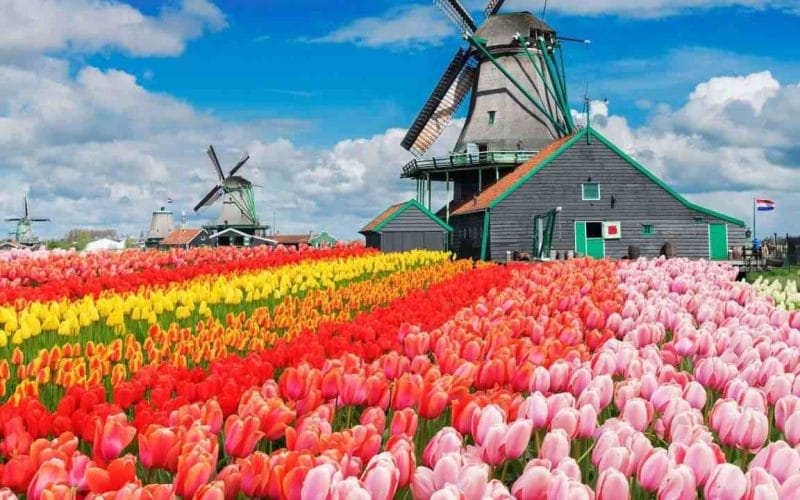 Campi di tulipani colorati con mulini a vento tradizionali in Olanda sotto un cielo azzurro con nuvole