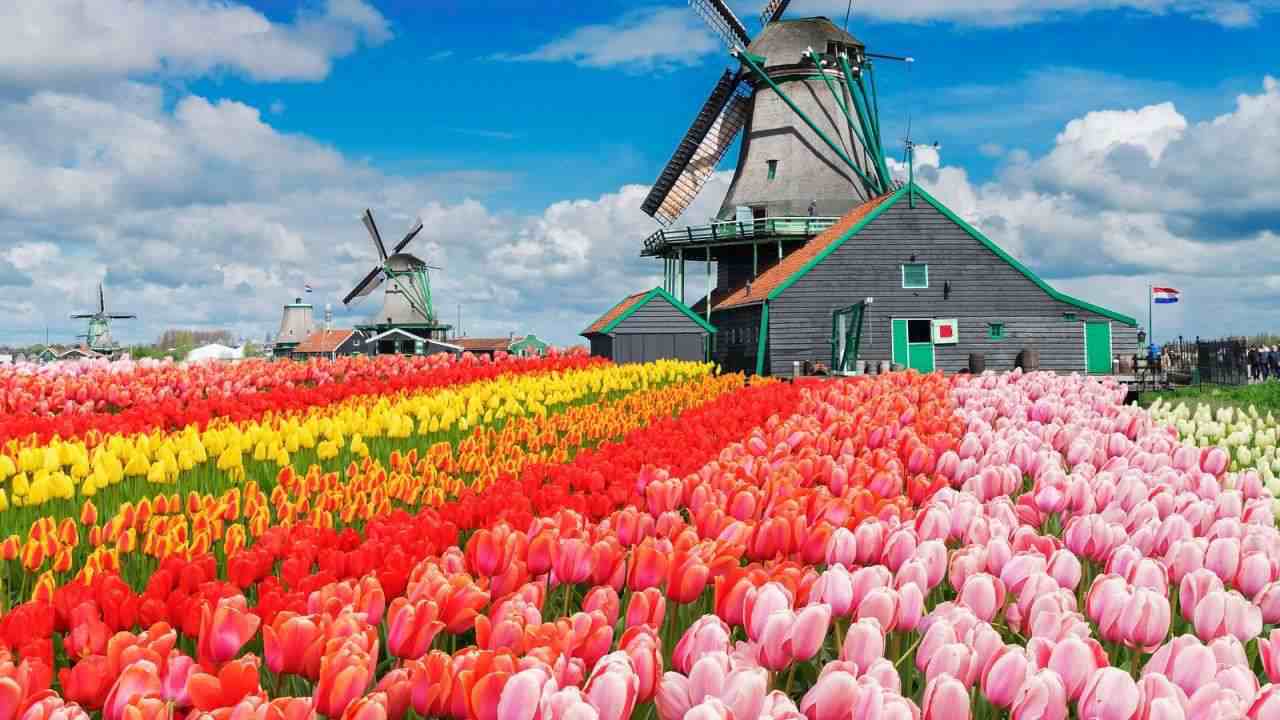 Campi di tulipani colorati con mulini a vento tradizionali in Olanda sotto un cielo azzurro con nuvole