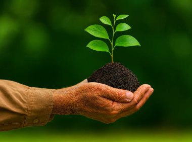 Mani che tengono una piantina con radici e terreno, simbolo di responsabilità ambientale e due diligence nelle valutazioni di sostenibilità aziendale.