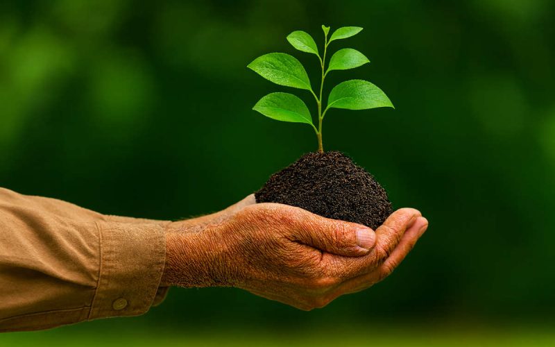 Mani che tengono una piantina con radici e terreno, simbolo di responsabilità ambientale e due diligence nelle valutazioni di sostenibilità aziendale.